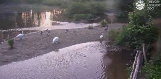 Millbrook School Live Webcam Trevor Zoo, New York
