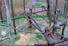 Trevor Zoo Pandas Live Cam In New York