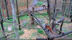 Trevor Zoo Pandas Live Cam In New York