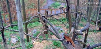 Trevor Zoo Pandas Live Cam In New York