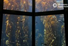 Kelp Forest Live Webcam New In Monterey, California