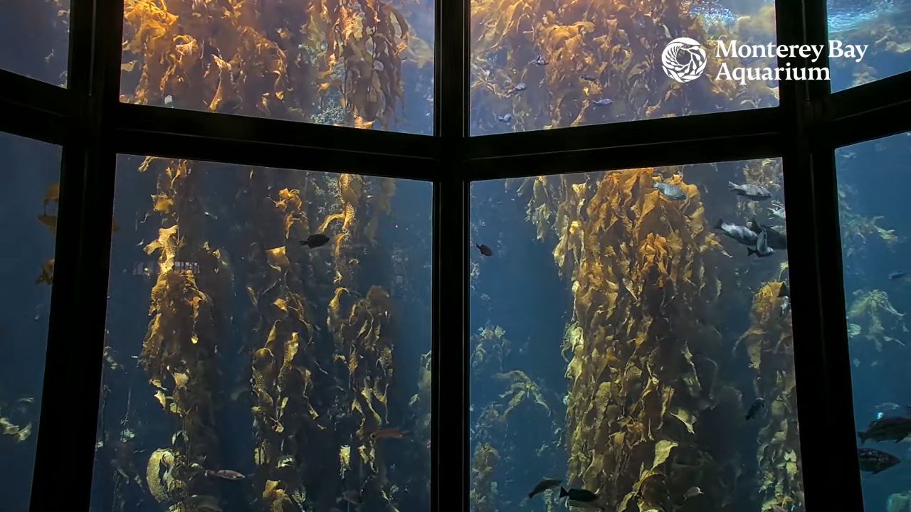 Live Webcam Kelp Forest – Monterey, California