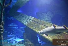 Live Shark Tank Long Island Aquarium Webcam  New York New
