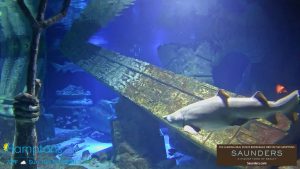 Live Shark Tank Long Island Aquarium Webcam  New York New