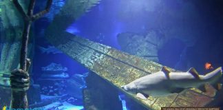 Live Shark Tank Long Island Aquarium Webcam  New York New