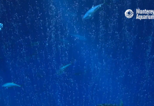 Open Sea Live Webcam - Monterey, California