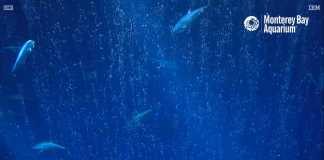 Open Sea Live Webcam - Monterey, California
