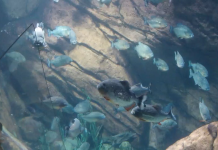 Piranha Live Webcam - Atlanta, Georgia, Usa