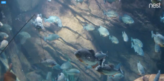 Piranha Live Webcam - Atlanta, Georgia, Usa
