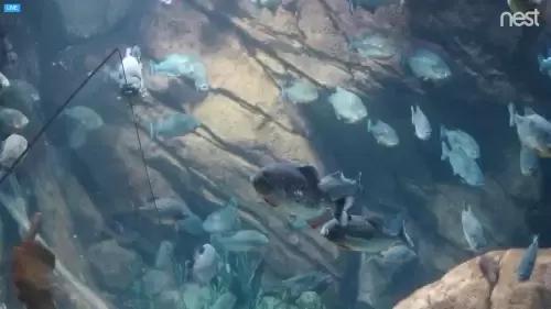 Piranha Live Webcam – Atlanta, Georgia, USA