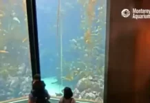 Kelp Forest Live Webcam New In Monterey, California