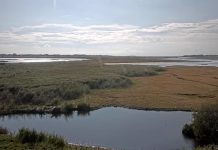 Getterön Nature Reserve Live Webcam New Sweden