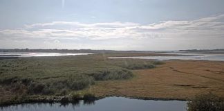 Getterön Nature Reserve Live Webcam New Sweden