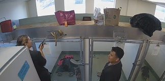 Happy Tails Dog Daycare Live Webcam 2 New In Dallas, Texas
