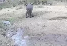 Kruger National Park Live Webcam South Africa