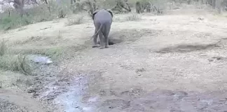 Kruger National Park Live Webcam South Africa