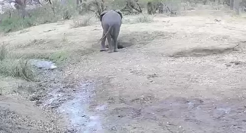 Live Webcam Greater Kruger National Park – South Africa