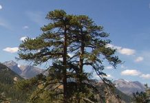 Rocky Mountain National Park Live Webcam Estes Park, Co