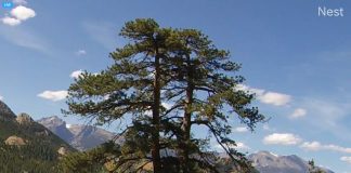 Rocky Mountain National Park Live Webcam Estes Park, Co