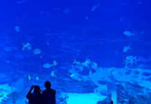 Atlanta Georgia Aquarium Webcam
