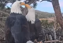 Big Bear Eagle Cam | San Bernardino County