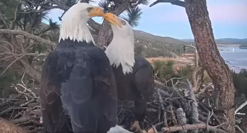Big Bear Eagle Cam | San Bernardino County