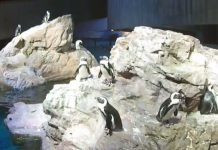 Boston Aquarium Live Webcam Of A Penguin Colony