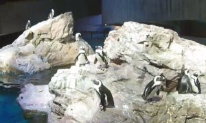 Boston Aquarium Live Webcam Of A Penguin Colony