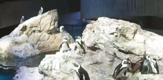 Boston Aquarium Live Webcam Of A Penguin Colony