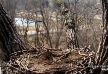 Decorah Eagle Cam - Iowa