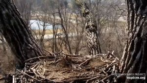 Decorah Eagle Cam - Iowa
