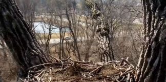 Decorah Eagle Cam - Iowa