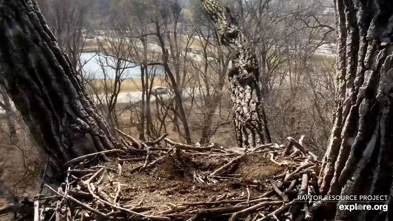 Decorah Eagle Cam – Decorah, Iowa