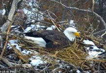 Minnesota Eagle Cam | Live Hd Video