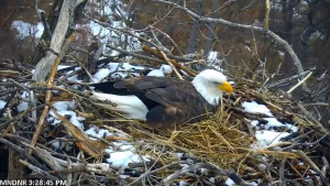 Minnesota Eagle Cam | Live Hd Video