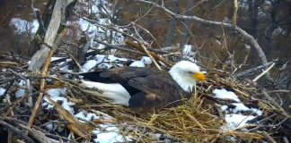 Minnesota Eagle Cam | Live Hd Video