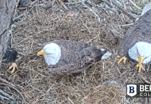 Berry College Eagles Cam - Mt Berry, Georgia | Live Video
