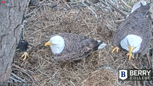 Berry College Eagles Cam - Mt Berry, Georgia | Live Video