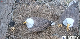 Berry College Eagles Cam - Mt Berry, Georgia | Live Video