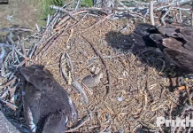 Southwest Florida Eagle Webcam- Bald Eagle Country Live Cams