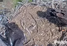 Southwest Florida Eagle Cam