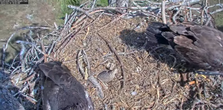 Southwest Florida Eagle Webcam- Bald Eagle Country Live Cams