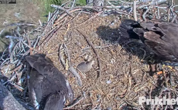 Southwest Florida Eagle Webcam- Bald Eagle Country Live Cams