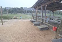 Llamas V Alpacas Live Webcam, Massachusetts