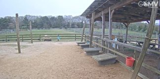 Llamas V Alpacas Live Webcam, Massachusetts