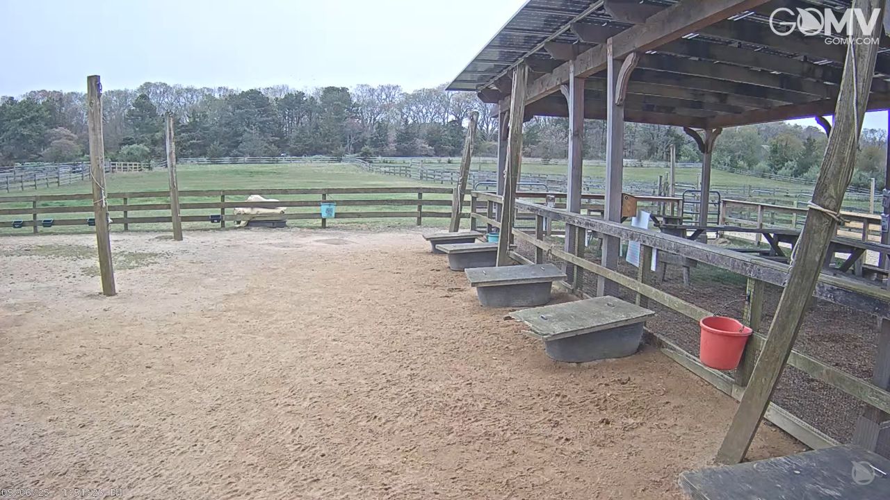 Alpaca Farm Live Webcam – Martha’s Vineyard, MA