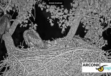 Arconic Eagle Cam - Riverdale, Iowa | Live Video