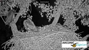 Arconic Eagle Cam - Riverdale, Iowa | Live Video