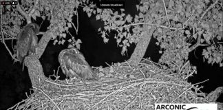 Arconic Eagle Cam - Riverdale, Iowa | Live Video