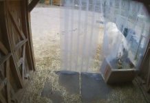 Donkey Vs Mule Live Webcam